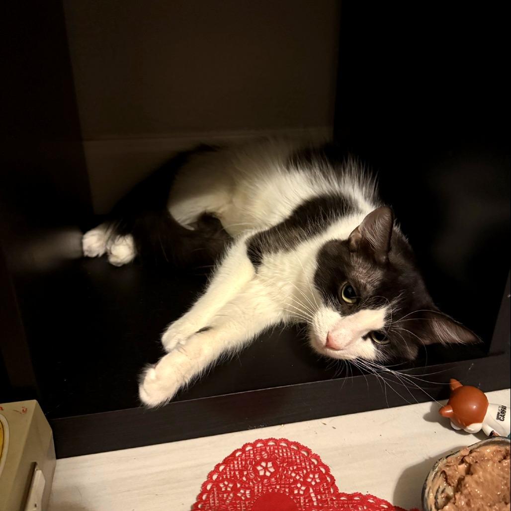 Enlarge Mom Jeans, a Adoptable Domestic Short Hair in Tempe, AZ image 3/6