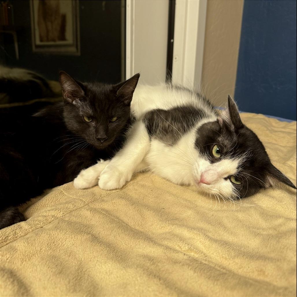 Enlarge Mom Jeans, a Adoptable Domestic Short Hair in Tempe, AZ image 4/6