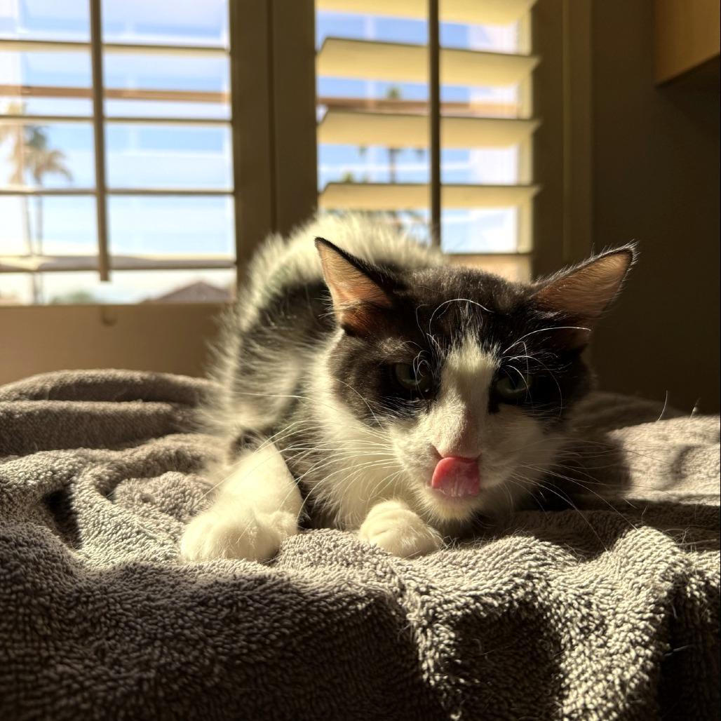 Enlarge Mom Jeans, a Adoptable Domestic Short Hair in Tempe, AZ image 5/6