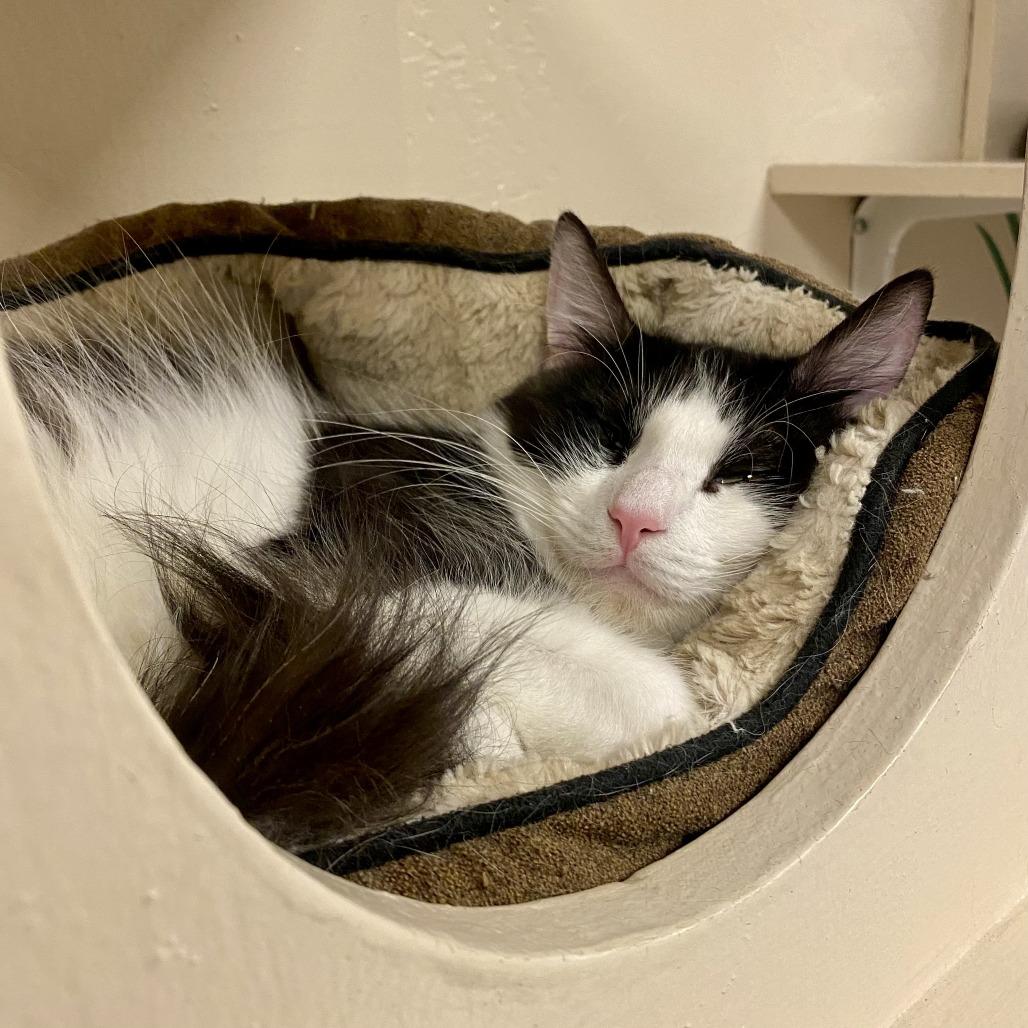 Enlarge Mom Jeans, a Adoptable Domestic Short Hair in Tempe, AZ image 6/6