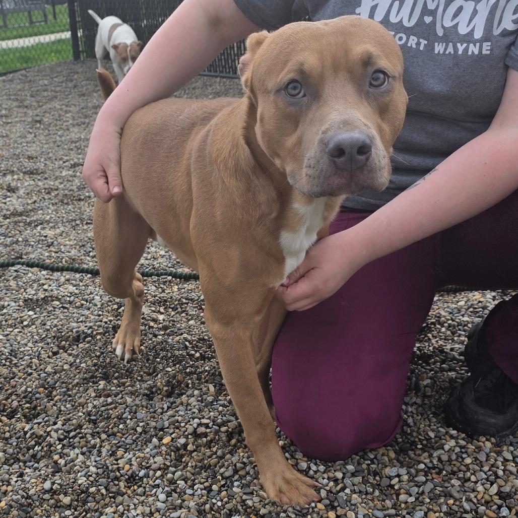 Junior, Adoptable, Young Male Mixed Breed.