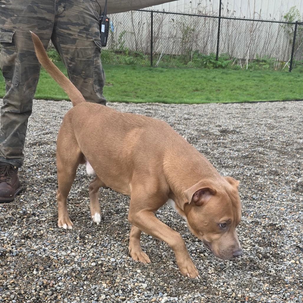 Enlarge Junior, a Adoptable Mixed Breed in Fort Wayne, IN image 2/6