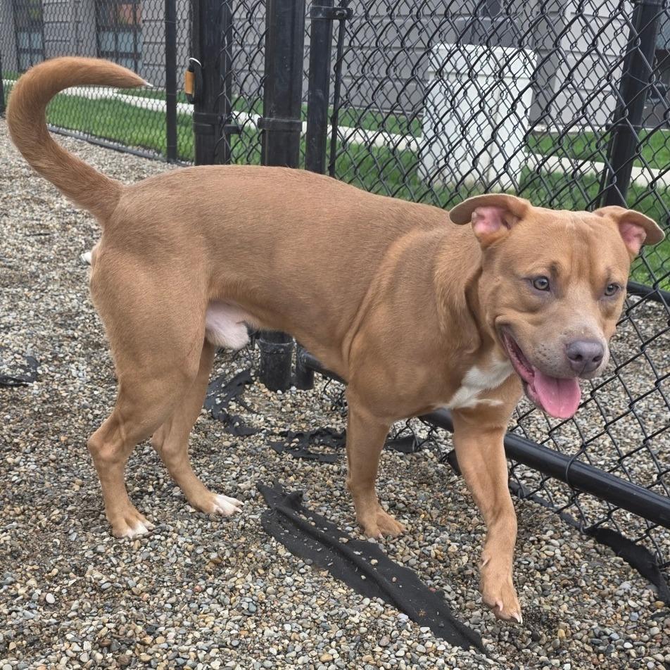 Enlarge Junior, a Adoptable Mixed Breed in Fort Wayne, IN image 4/6