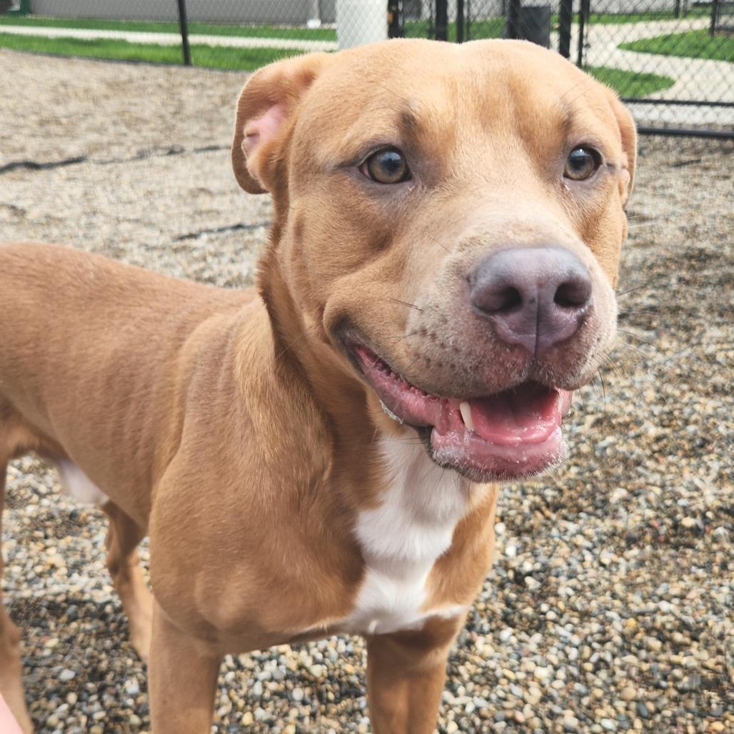 Enlarge Junior, a Adoptable Mixed Breed in Fort Wayne, IN image 5/6