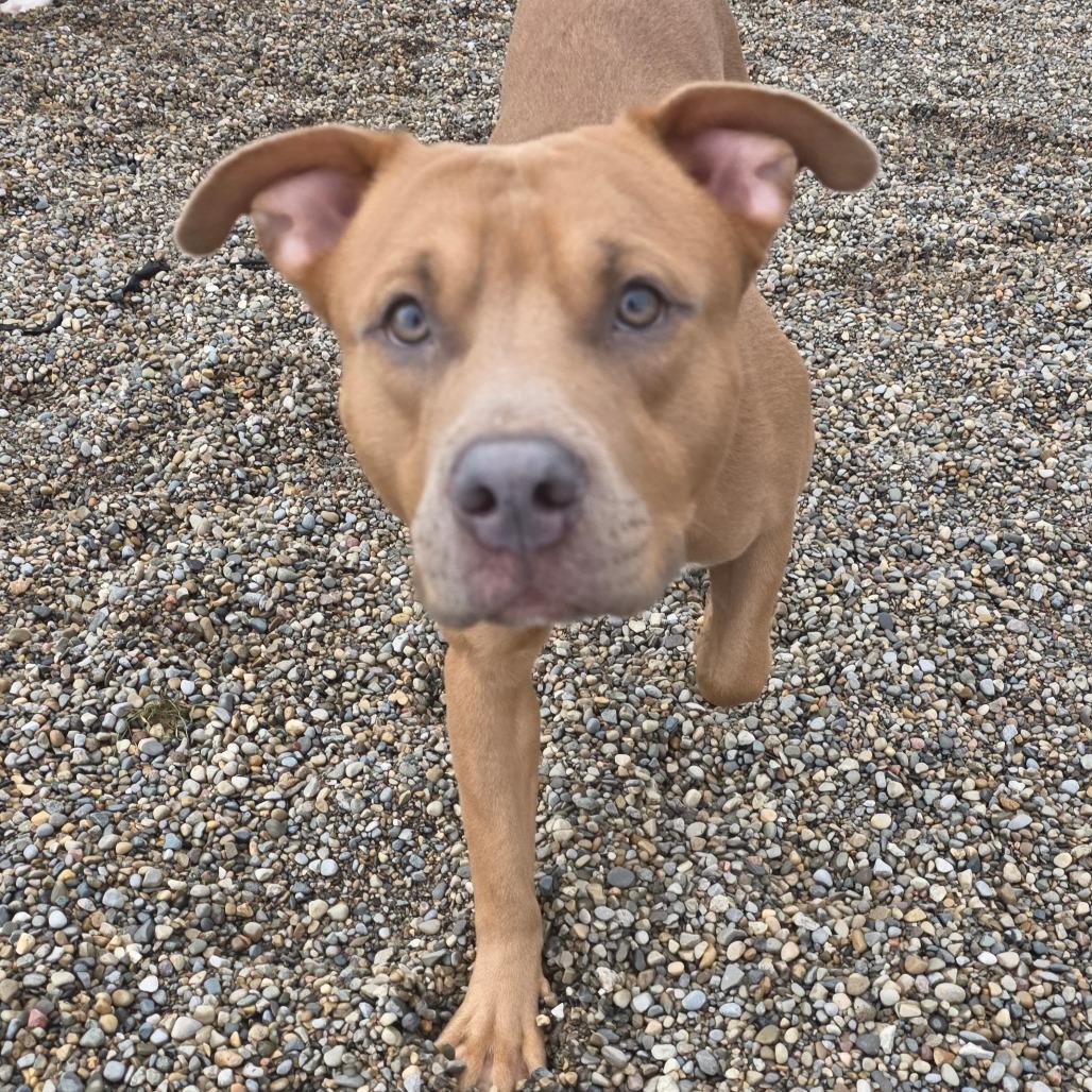 Enlarge Junior, a Adoptable Mixed Breed in Fort Wayne, IN image 6/6