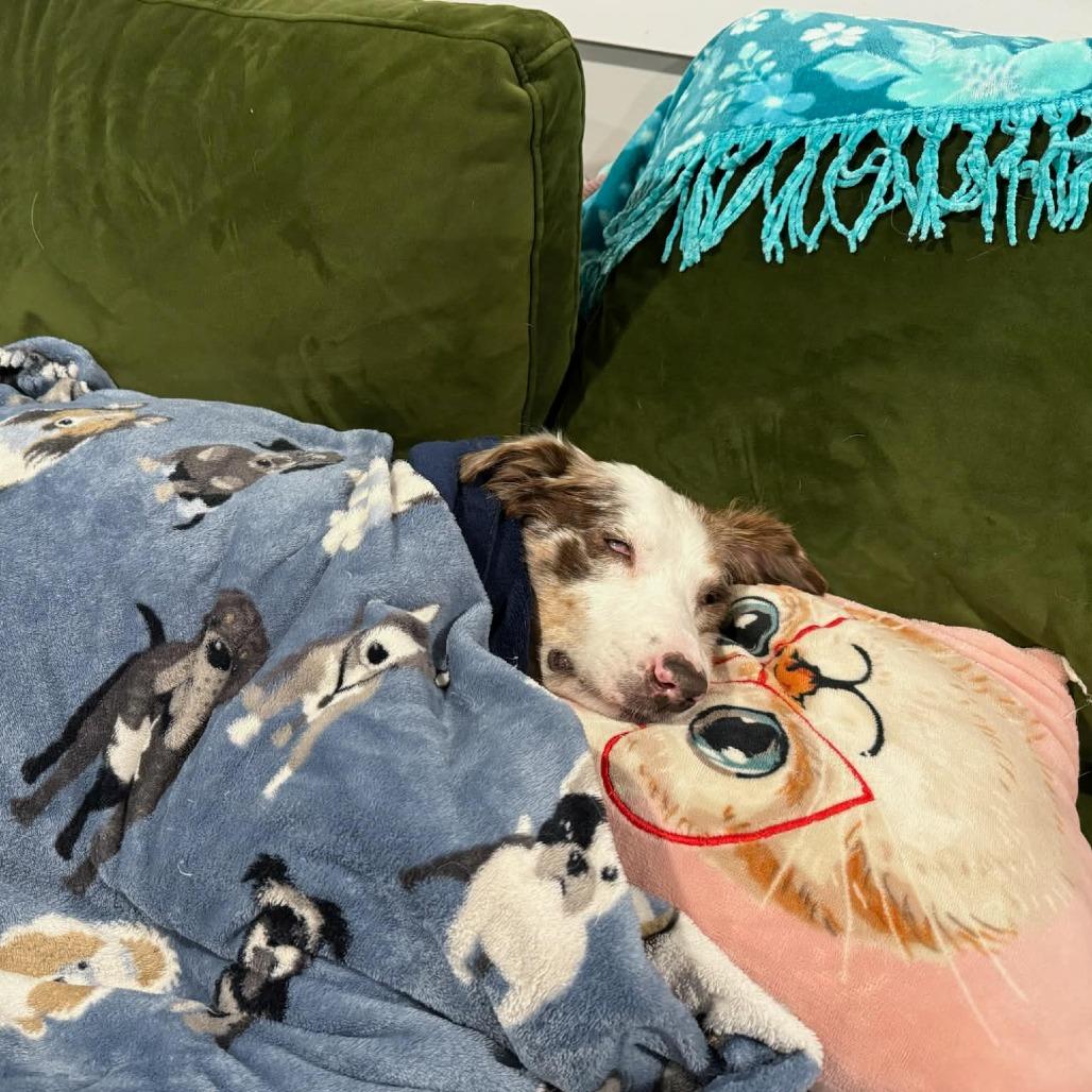 Tootie, Adoptable, Senior Female Australian Shepherd.