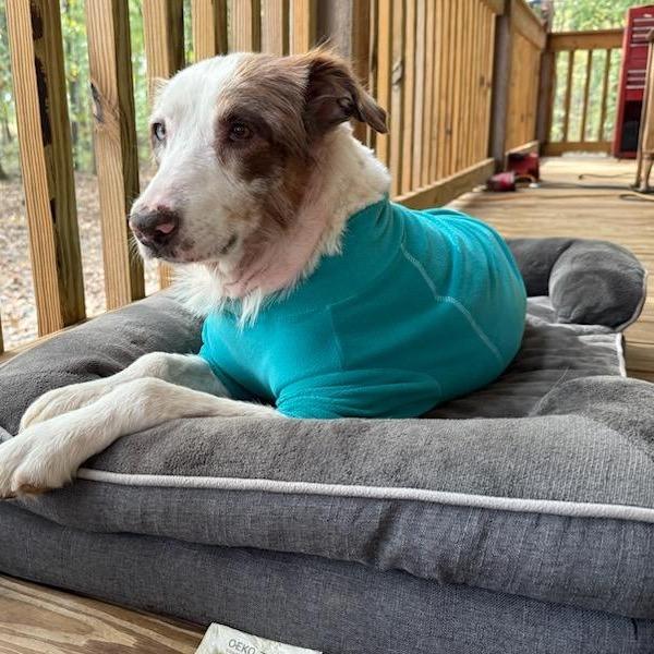 Tootie, a Adoptable Australian Shepherd in Huntsville, AL image 2/6