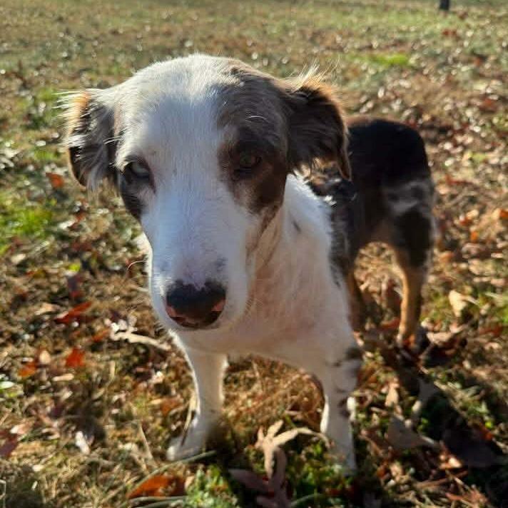 Tootie, a Adoptable Australian Shepherd in Huntsville, AL image 4/6