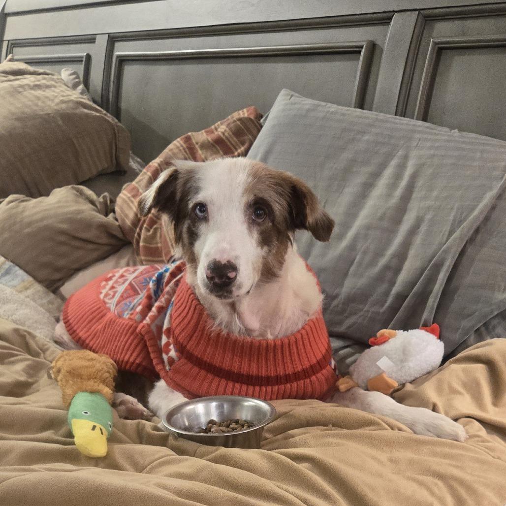 Tootie, a Adoptable Australian Shepherd in Huntsville, AL image 5/6