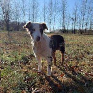 Tootie, Adoptable, Senior Female Australian Shepherd.