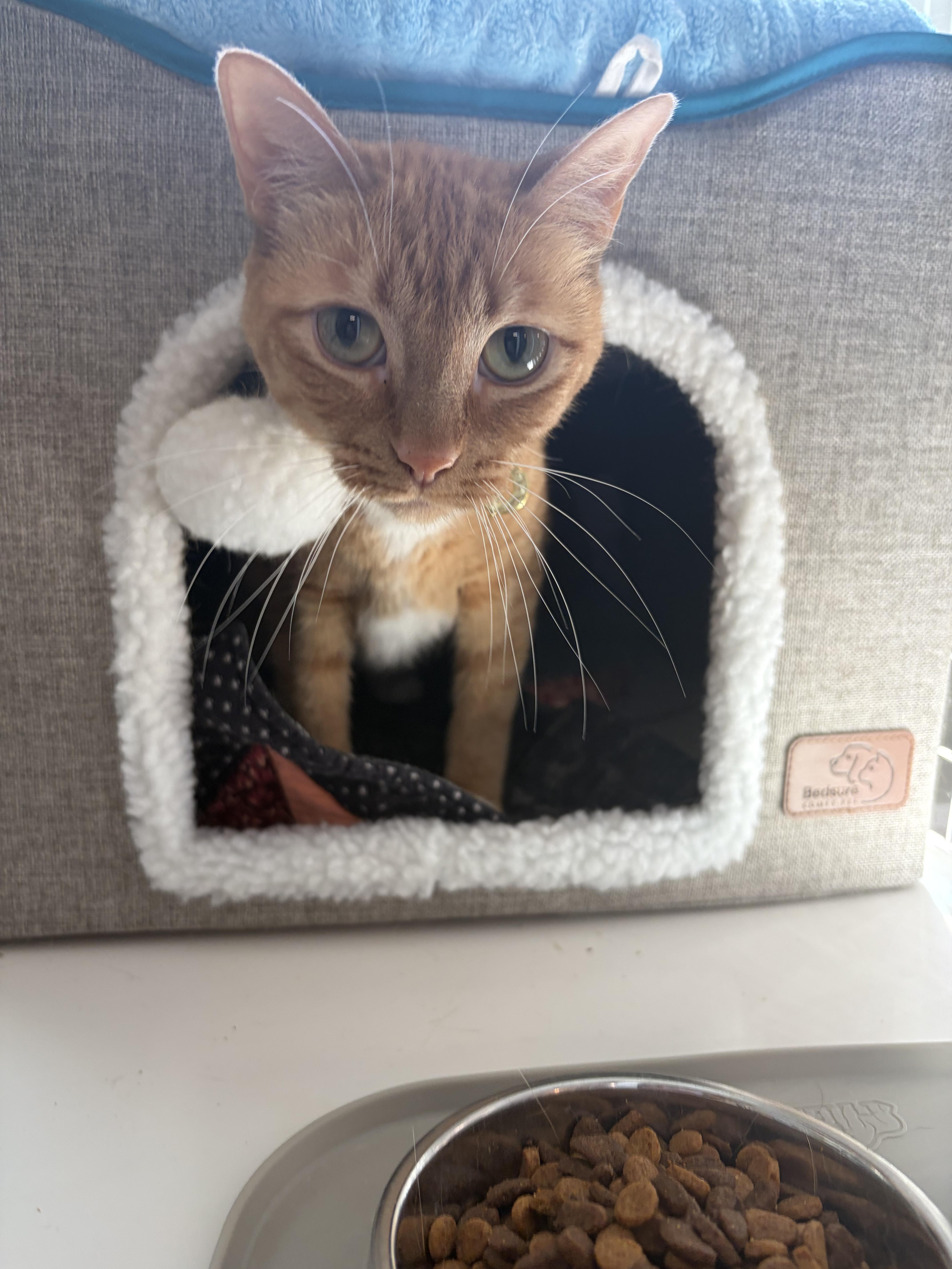 Enlarge Livvy, a Adoptable Domestic Short Hair in Suffolk, VA image 1/2