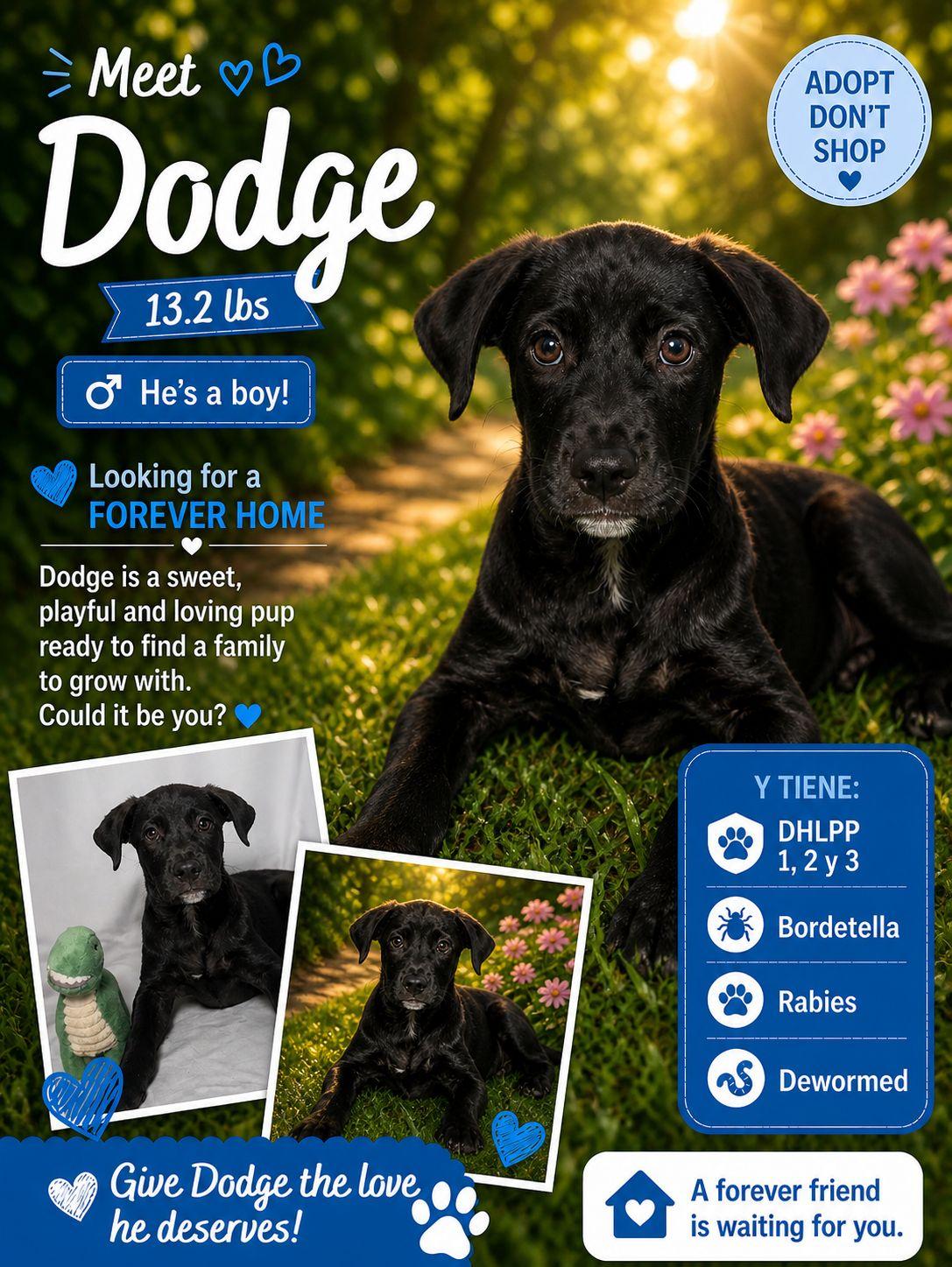 Dodge, Adoptable, Puppy Male Retriever.