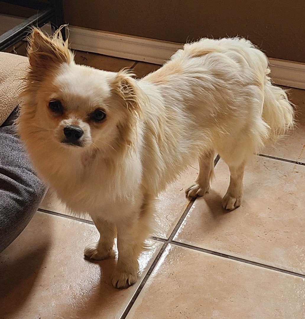 Enlarge Jordy, an adoptable mixed breed in Grand Prairie, TX image 11/14