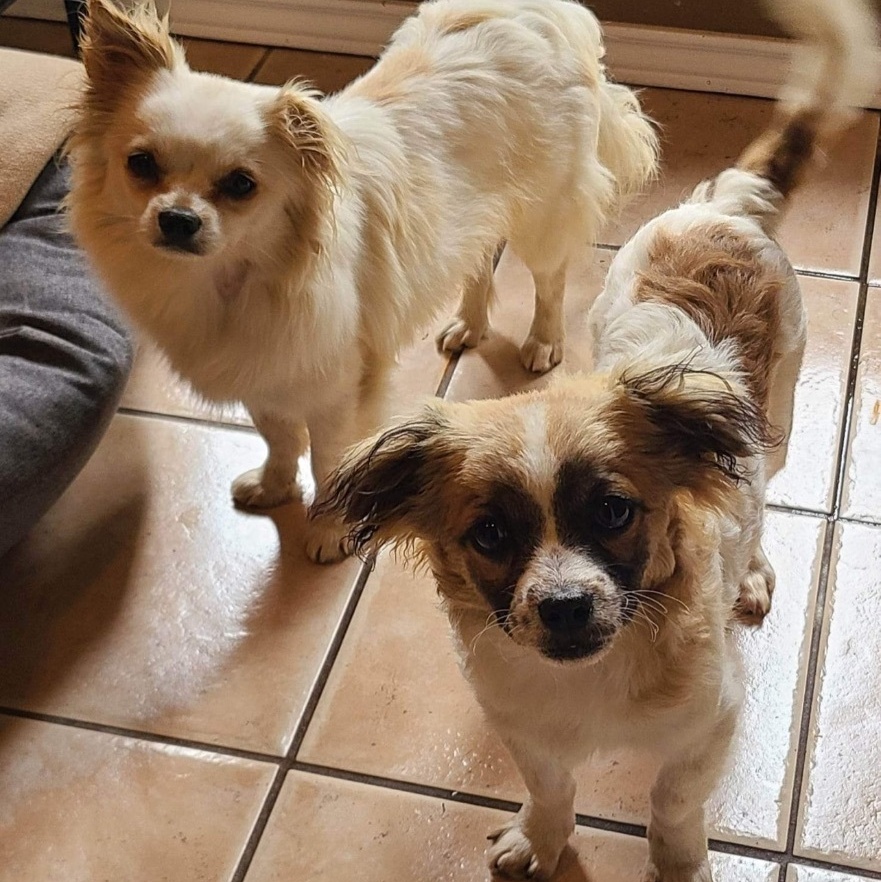 Enlarge Jordy, an adoptable mixed breed in Grand Prairie, TX image 12/14