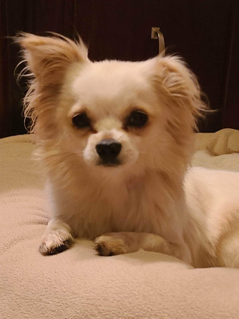 Enlarge Jordy, an adoptable mixed breed in Grand Prairie, TX image 13/14