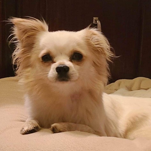 Jordy, adoptable, Adult Male Pomeranian & Chihuahua.