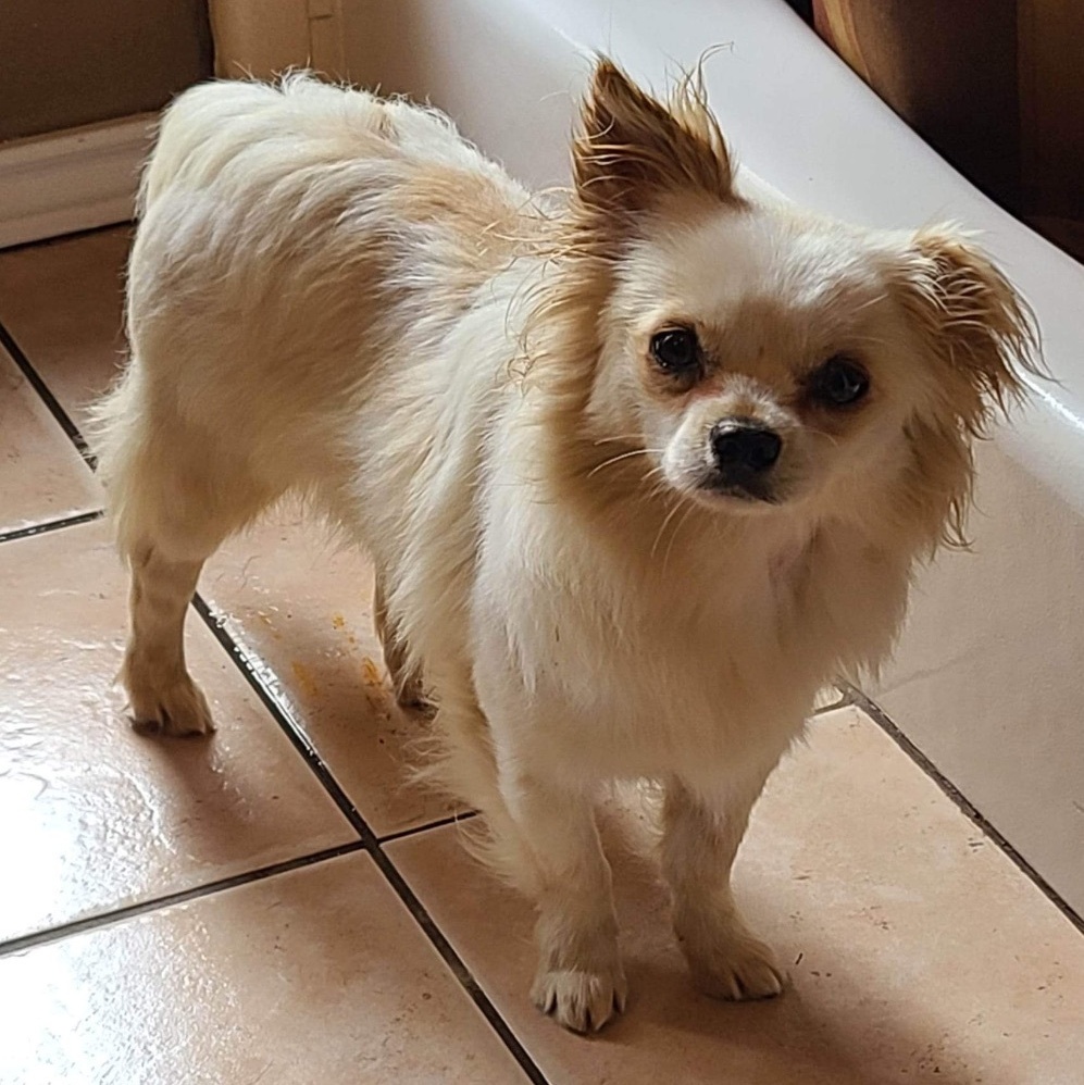 JORDY, adoptable, Adult Male Pomeranian & Chihuahua.