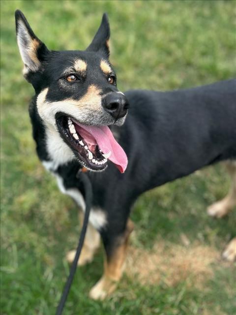 POPPY, Adoptable, Adult Female German Shepherd Dog & Mixed Breed.