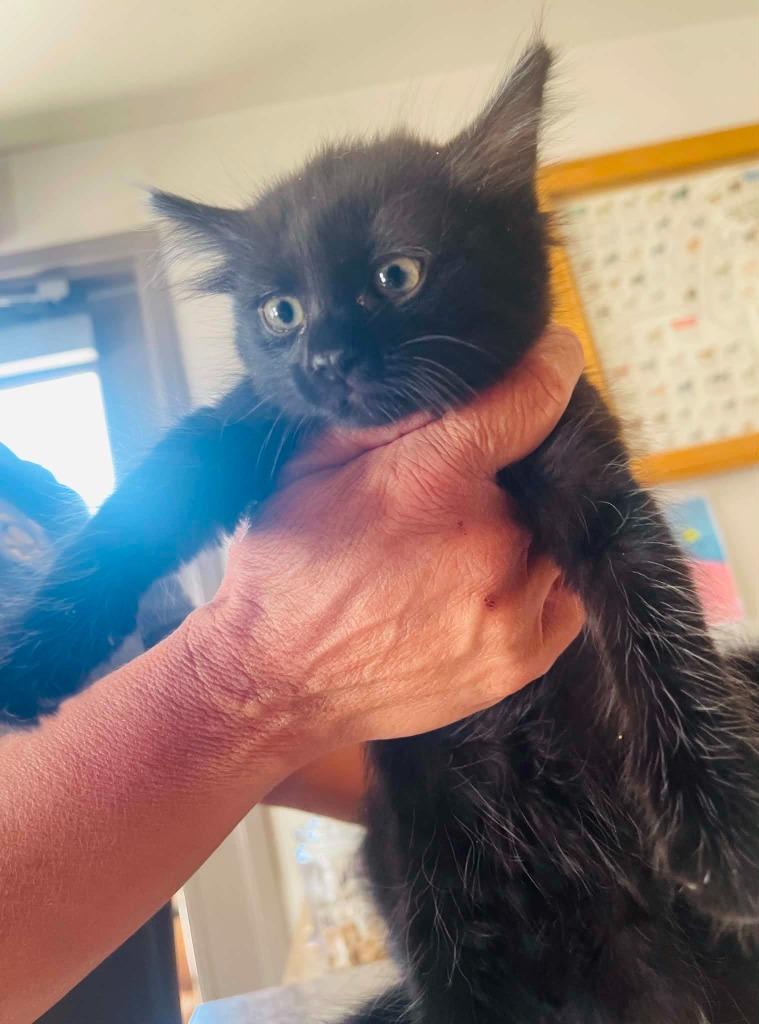 Birdy has white whispy hairs, Adoptable, Kitten Female Domestic Medium Hair.