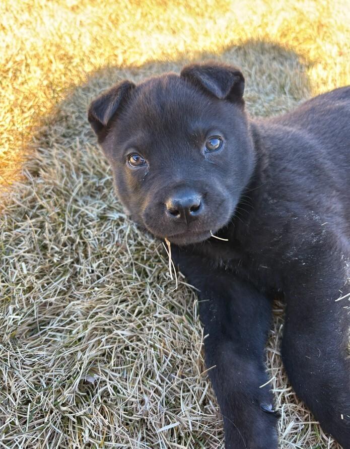 Enlarge Espresso, a Adoptable mixed breed in Denver, CO image 1/6