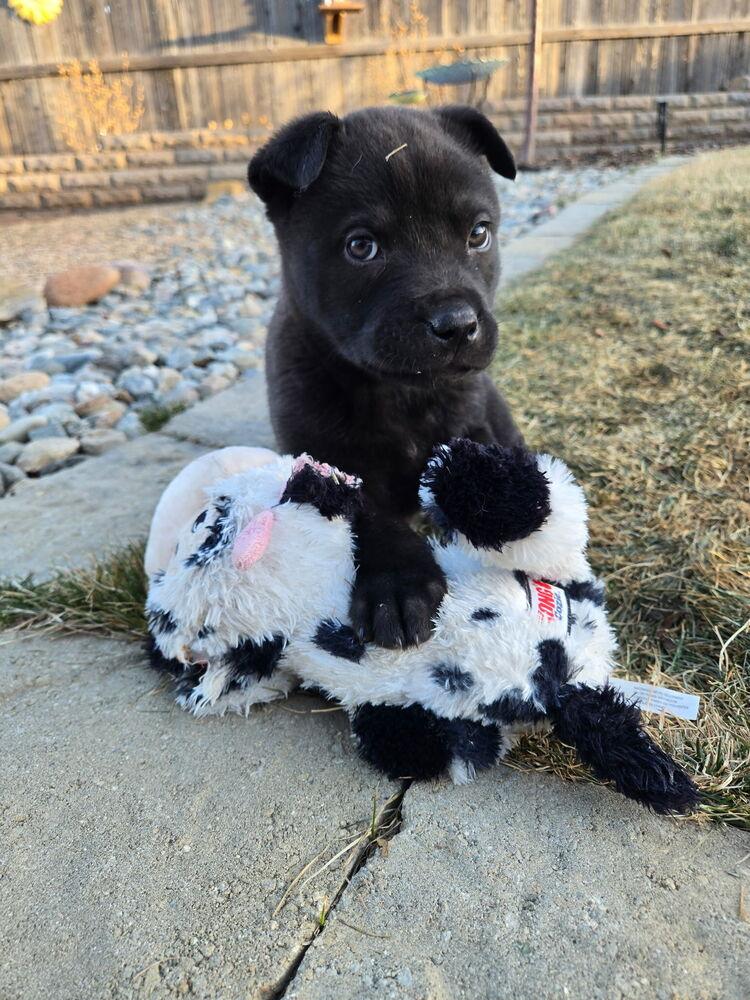 Enlarge Espresso, a Adoptable mixed breed in Denver, CO image 3/6