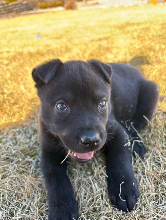 Enlarge Espresso, a Adoptable mixed breed in Denver, CO image 4/6