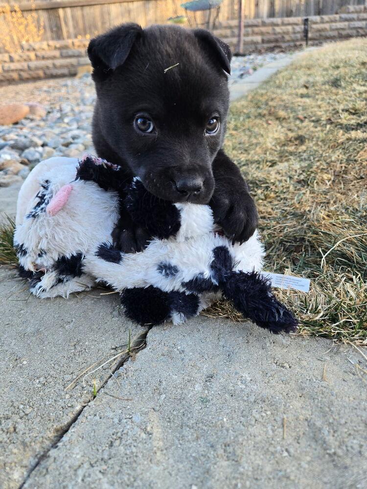 Enlarge Espresso, a Adoptable mixed breed in Denver, CO image 6/6