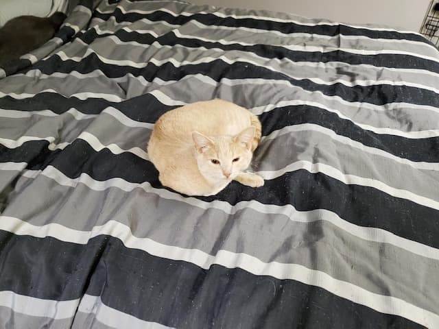 Benji, Adoptable, Adult Male Domestic Short Hair.