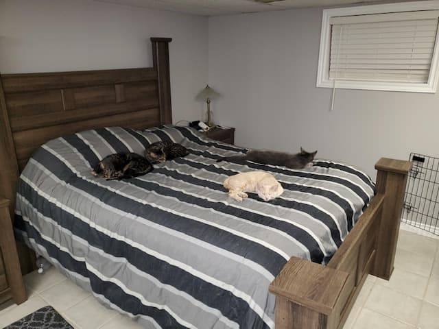 Benji, a Adoptable Domestic Short Hair in Fredericton, NB image 2/3