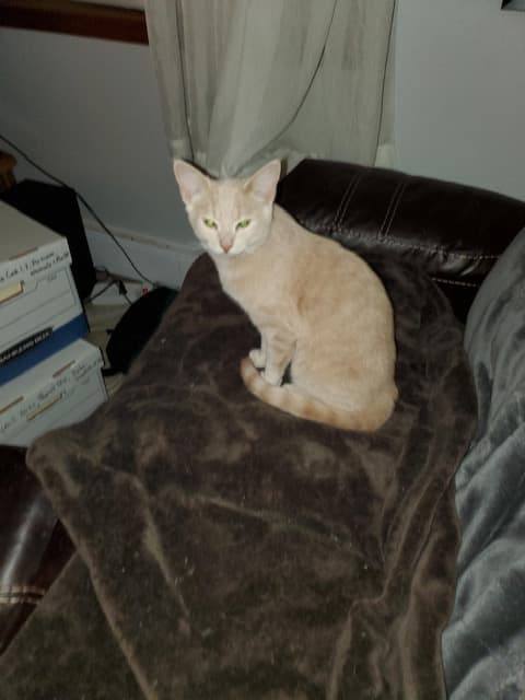 Benji, a Adoptable Domestic Short Hair in Fredericton, NB image 3/3