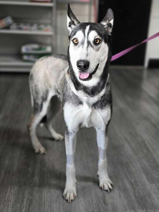 Adopt Olive