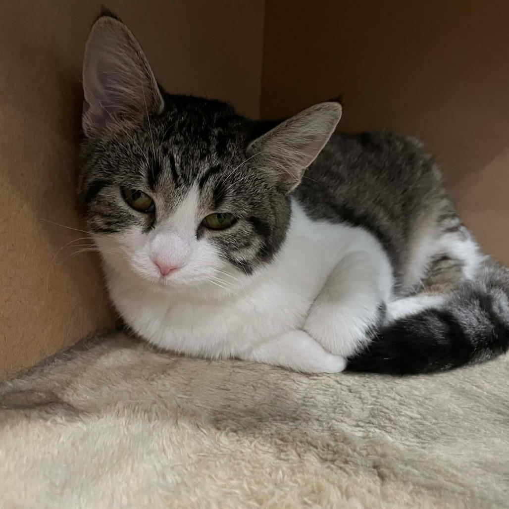 Spades, a Adoptable Domestic Short Hair in Fairmont, WV image 1/2