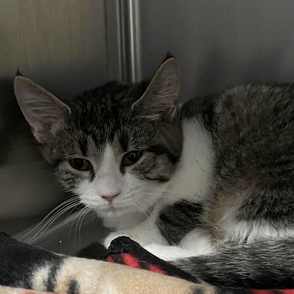 Spades, a Adoptable Domestic Short Hair in Fairmont, WV image 2/2