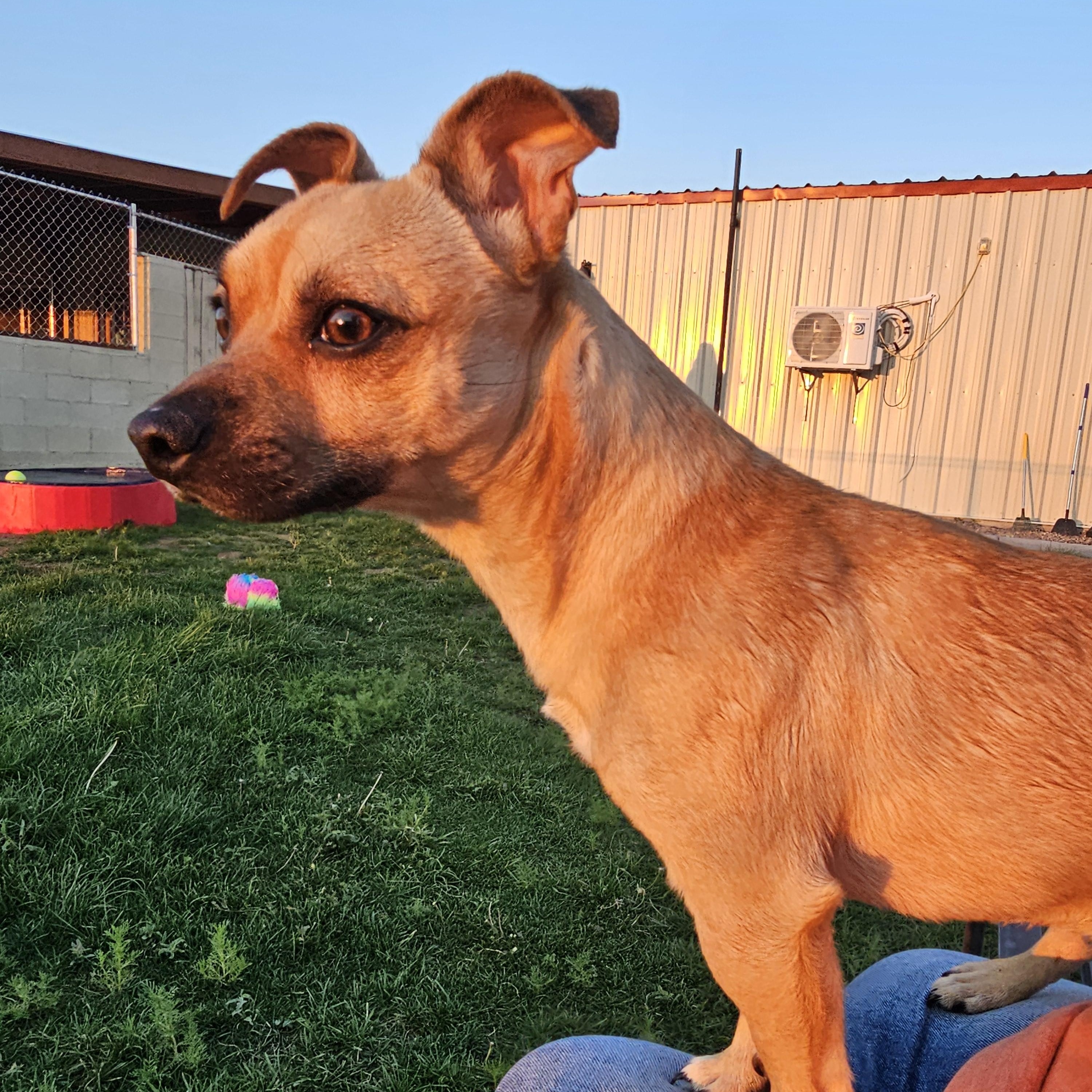 Enlarge T-bone, a Adopted mixed breed in Springerville, AZ image 1/3