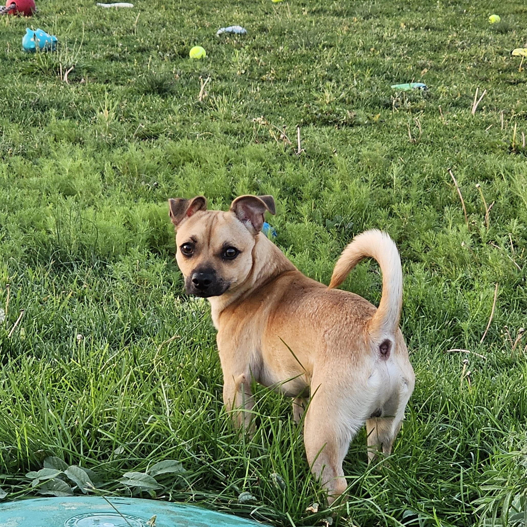 Enlarge T-bone, a Adopted mixed breed in Springerville, AZ image 2/3