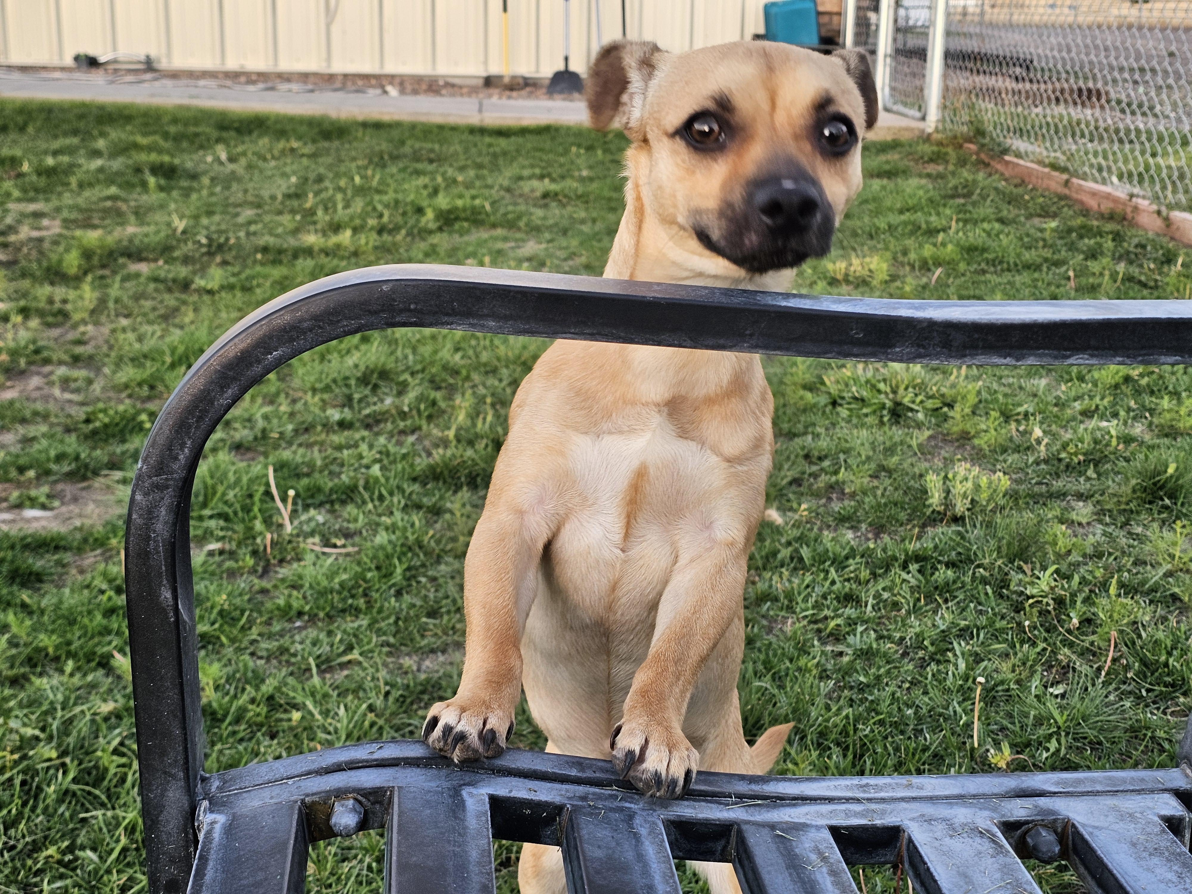 Enlarge T-bone, a Adopted mixed breed in Springerville, AZ image 3/3
