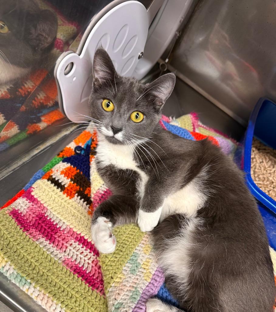 Constance, Adoptable, Young Female Domestic Short Hair.