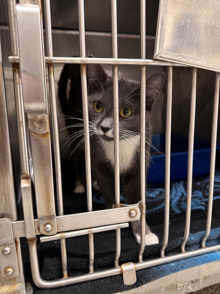 Enlarge Constance, a Adoptable mixed breed in Sidney, NY image 2/2