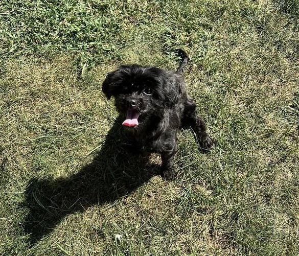 Charlotte, Adopted, Young Female Maltipoo.