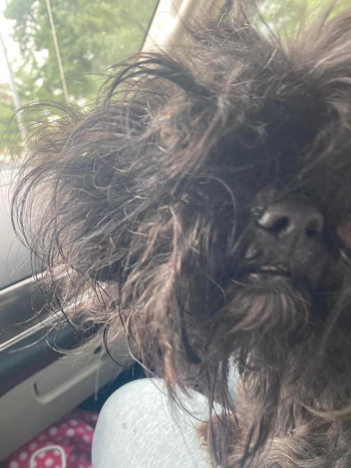 Charlotte, a Adopted Maltipoo in Baldwin, NY image 2/4