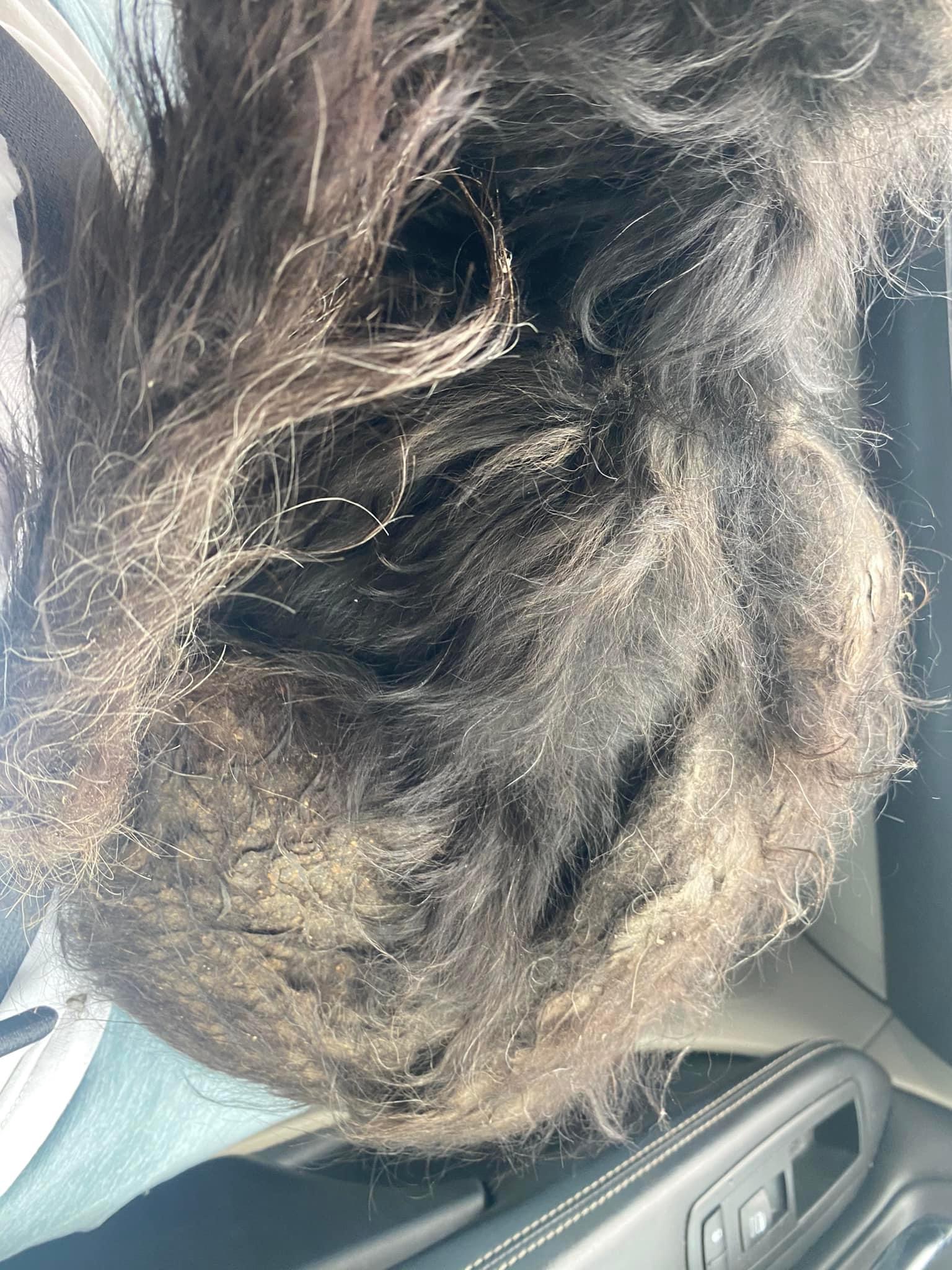 Charlotte, a Adopted Maltipoo in Baldwin, NY image 3/4