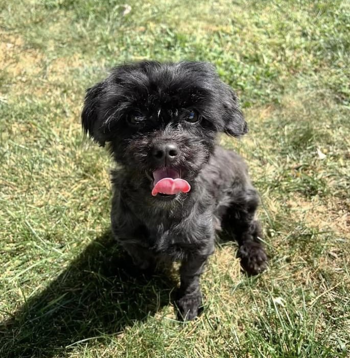 Charlotte, a Adopted Maltipoo in Baldwin, NY image 4/4