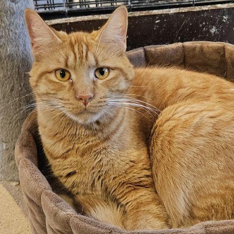 Enlarge Rusty, a ADOPTABLE mixed breed in Lenhartsville, PA image 3/3