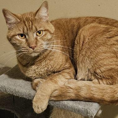 Enlarge Rusty, a ADOPTABLE mixed breed in Lenhartsville, PA image 1/3