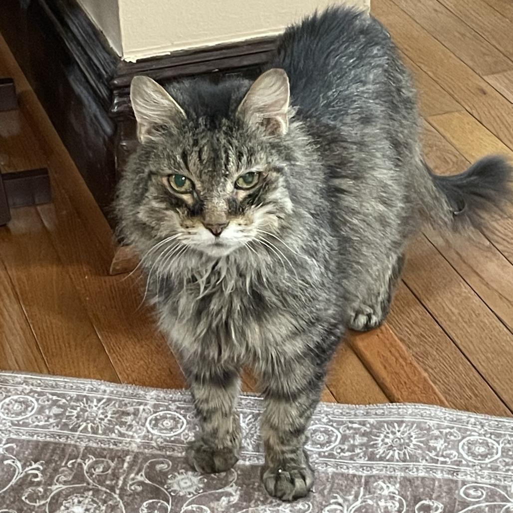 Lord Byron, Adoptable, Senior Male Domestic Medium Hair.