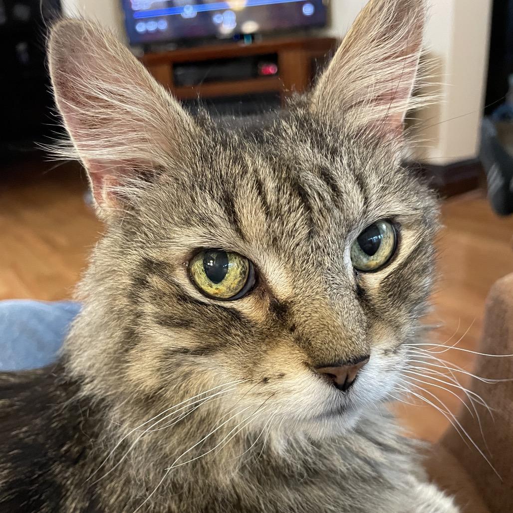 Lord Byron, a Adoptable Domestic Medium Hair in Pittsburgh, PA image 2/4