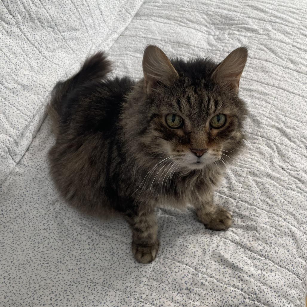 Enlarge Lord Byron, a Adoptable Domestic Medium Hair in Pittsburgh, PA image 2/3