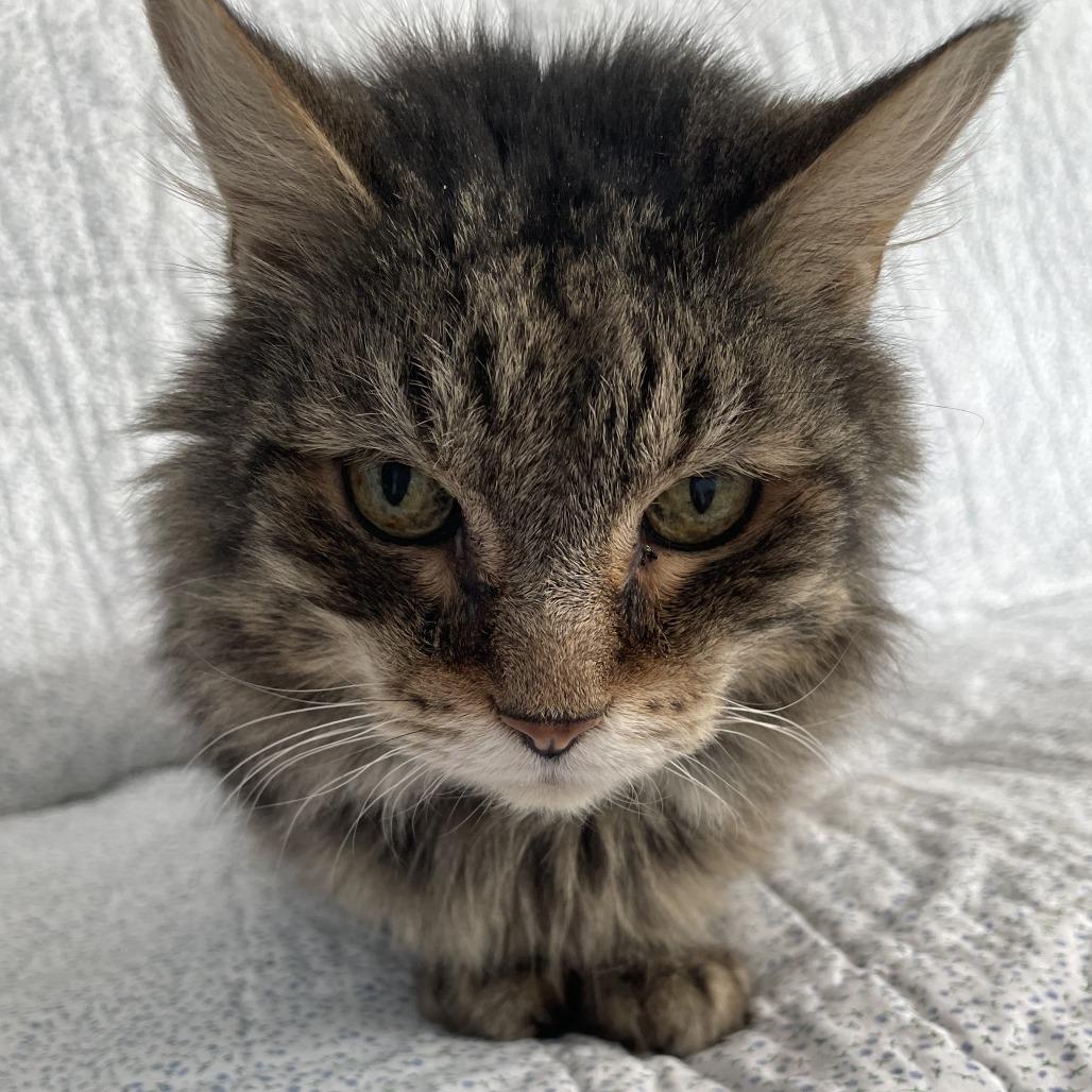 Enlarge Lord Byron, a Adoptable Domestic Medium Hair in Pittsburgh, PA image 3/3