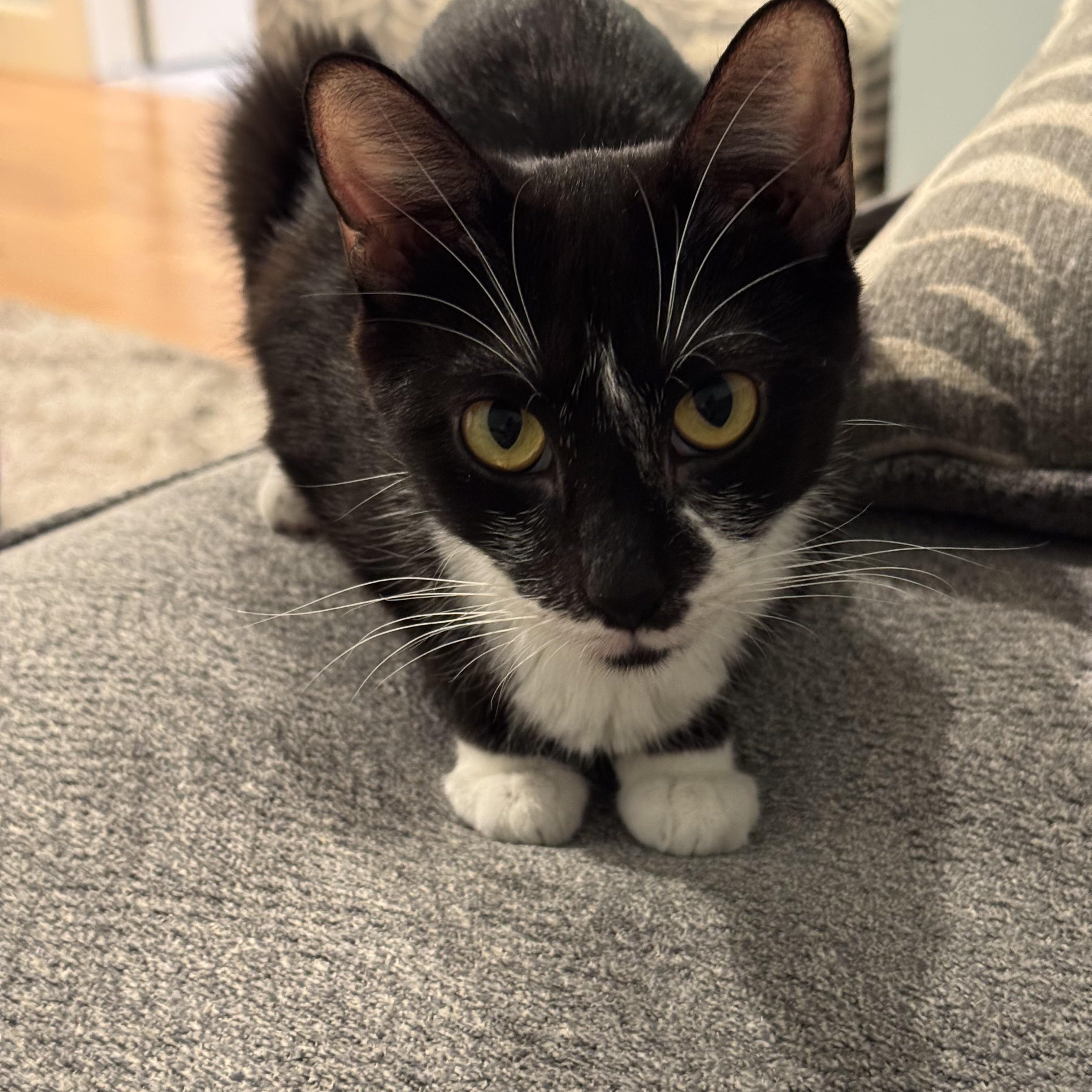 Josie