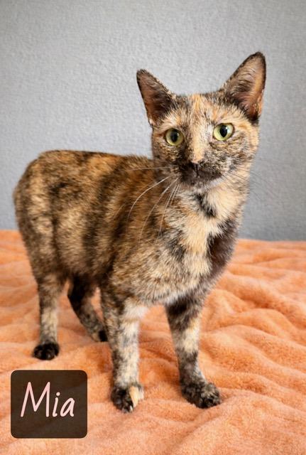 Enlarge Mia, a ADOPTABLE mixed breed in Englewood, FL image 1/1